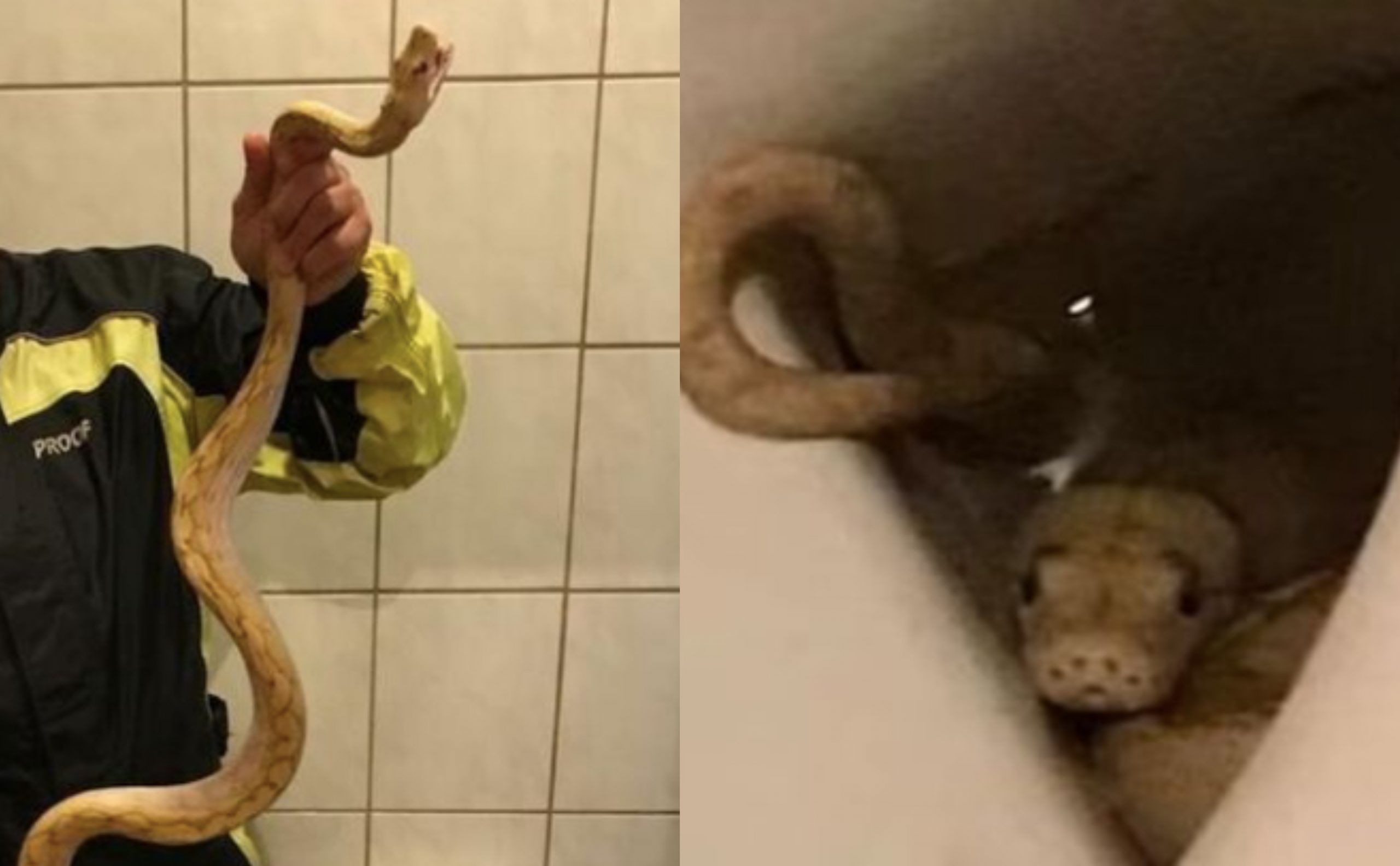 Rasa Macam Kena Cubit, Sekali Tengok Ular Dalam Mangkuk Jamban!
