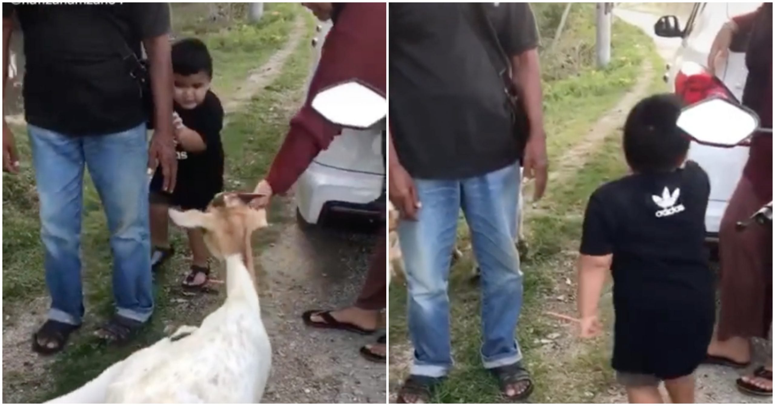 [VIDEO] Gelagat Adik Takut Kambing Curi Perhatian, Kesian Sampai Terjerit-Jerit