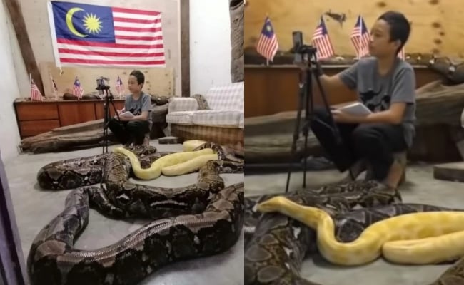 Sempena Hari Kebangsaan, Remaja Cabar Diri ‘Lepak’ Dengan Lima Ular Sawa Seberat 300 Kilogram