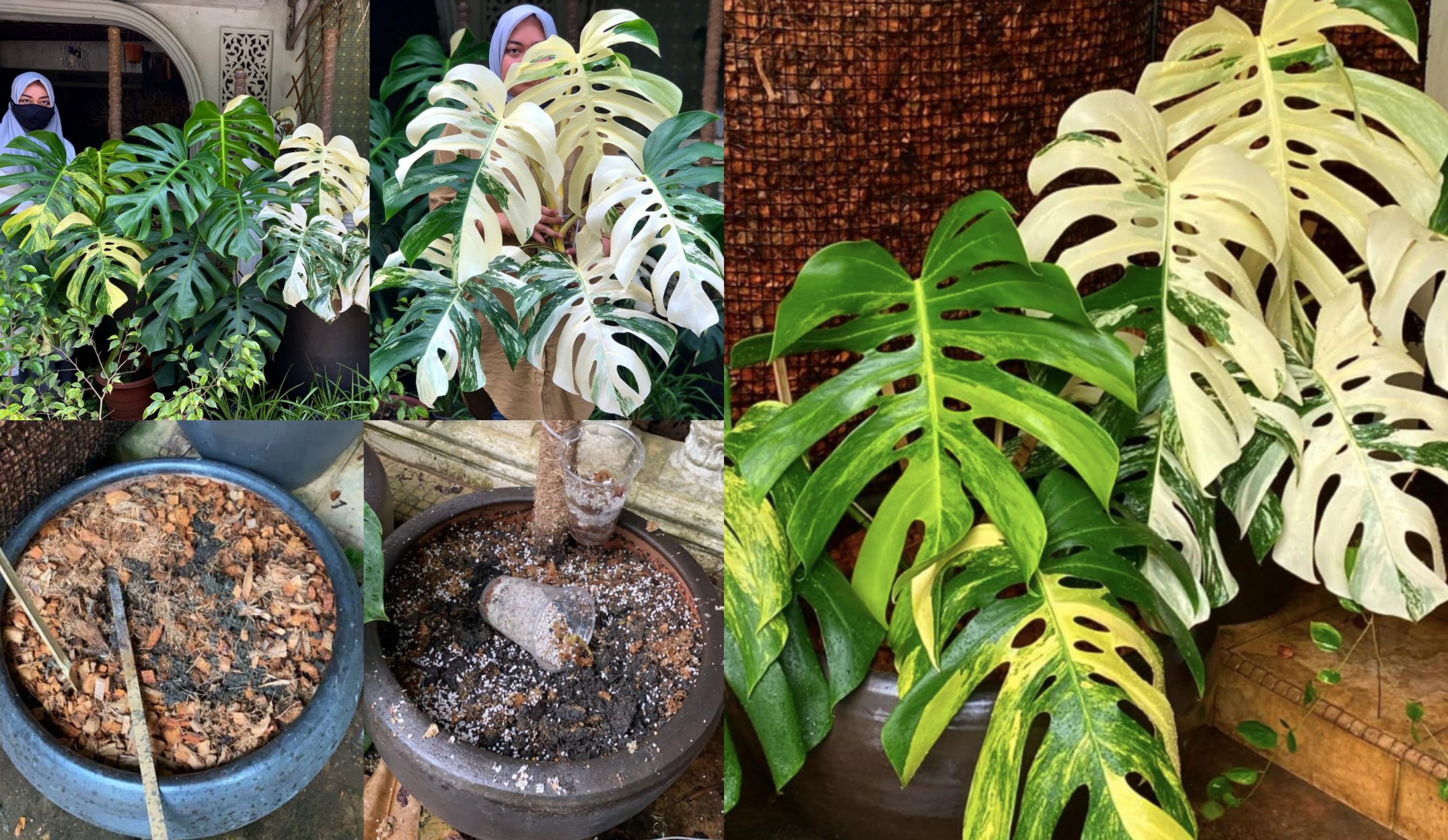 Pokok RM50k Depan Rumah Kena Curi, Wanita Ini Rayu Bantu Cari – ‘Saya Kenal Corak & Saiz Pokok Tersebut’