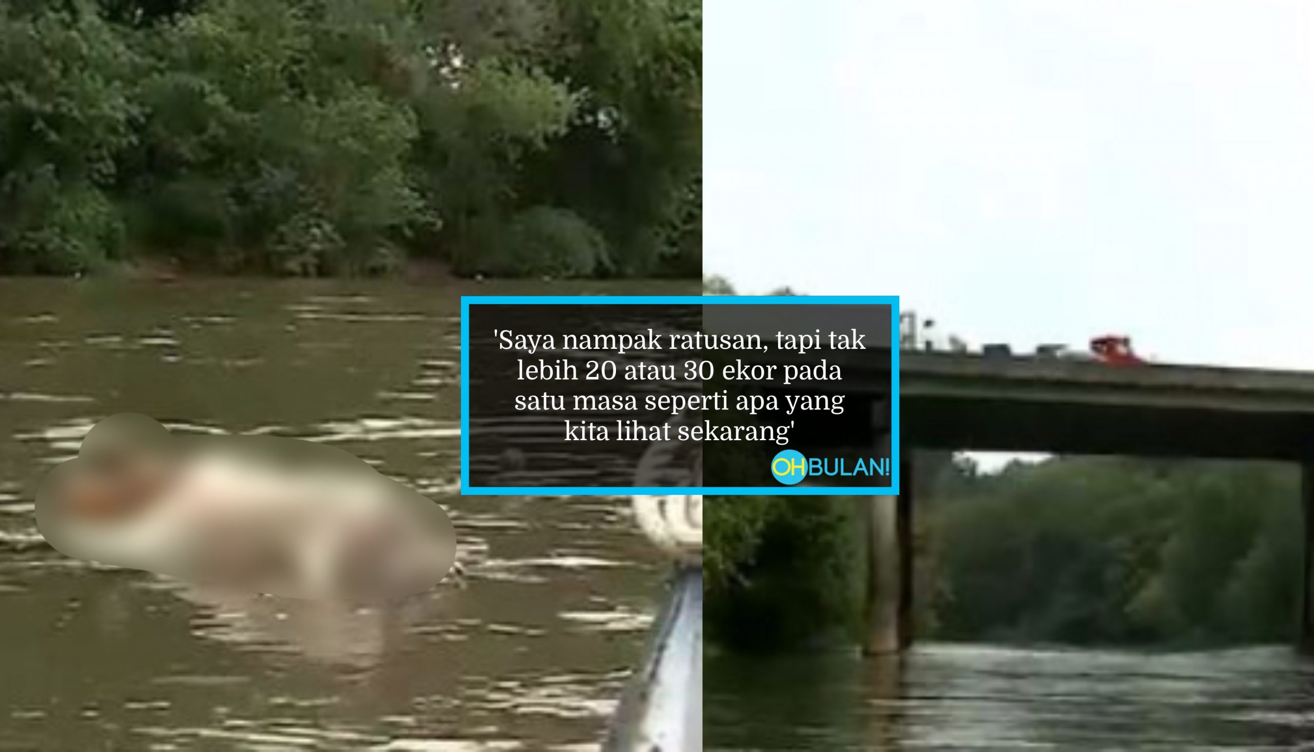 Penemuan Bangkai Kambing Tanpa Kepala Dalam Sungai Bikin Bimbang, Saksi Dengar Bunyi Percikan Air Waktu Malam