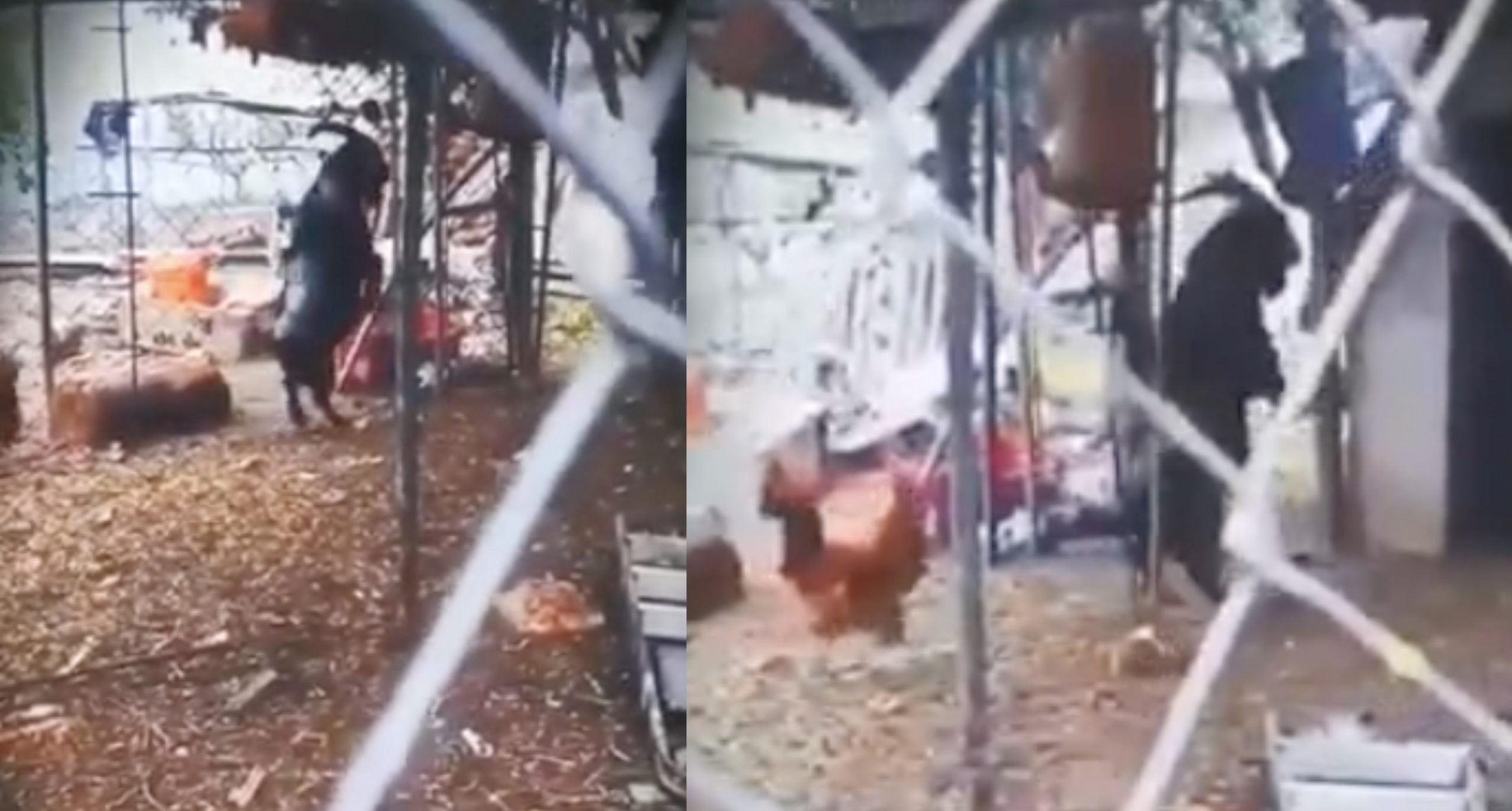 Viral Video Seram Kambing Hitam Berdiri Sambil Berjalan Guna Dua Kaki, Lelaki Nekad Nak Jual