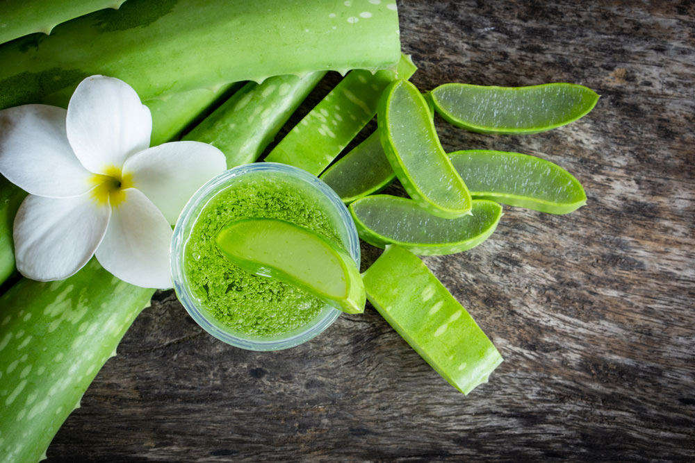 Manfaat Aloe Vera Dalam Kehidupan Seharian