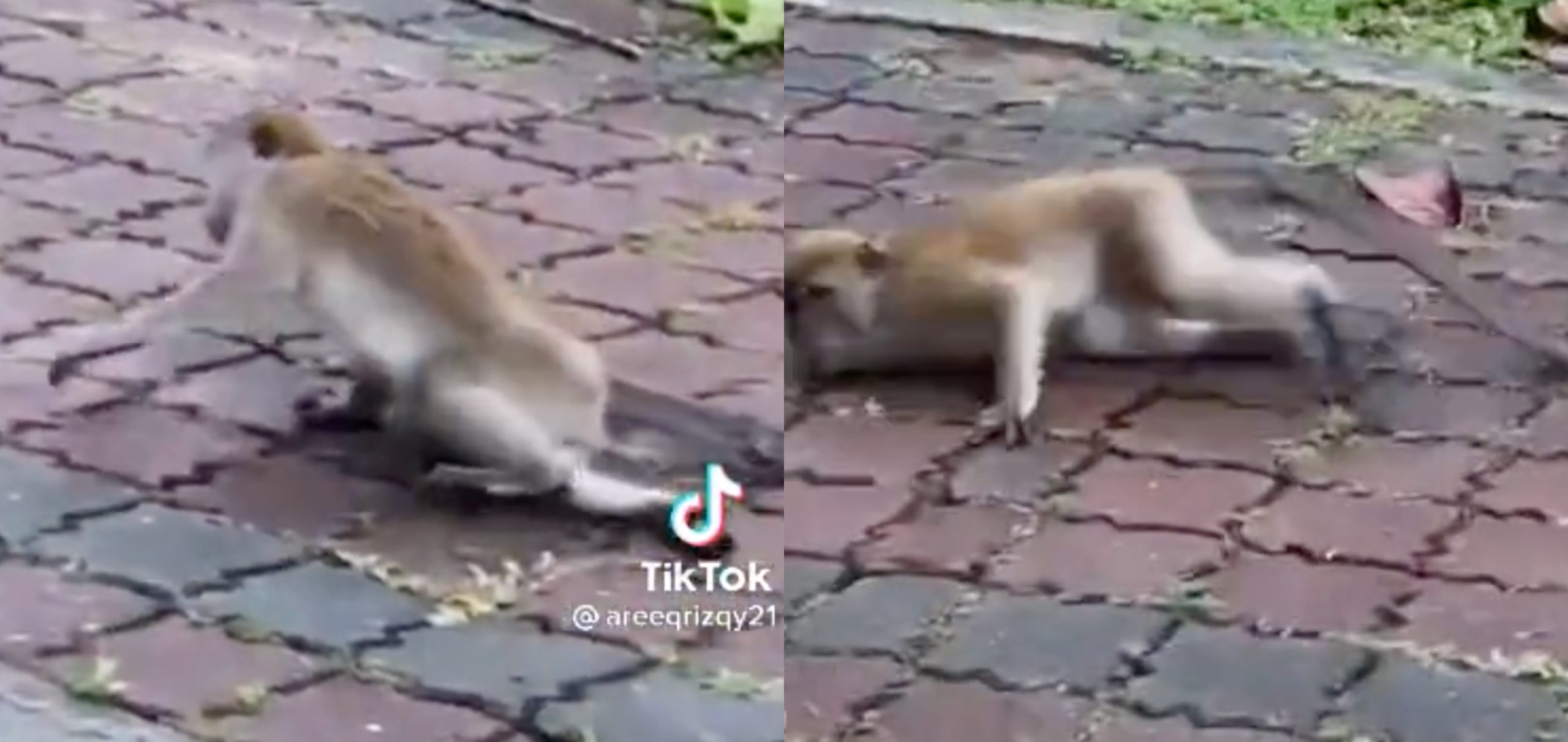Viral Video Individu KEJAM Bagi Dadah Kepada Monyet Sampai 'Lalok'