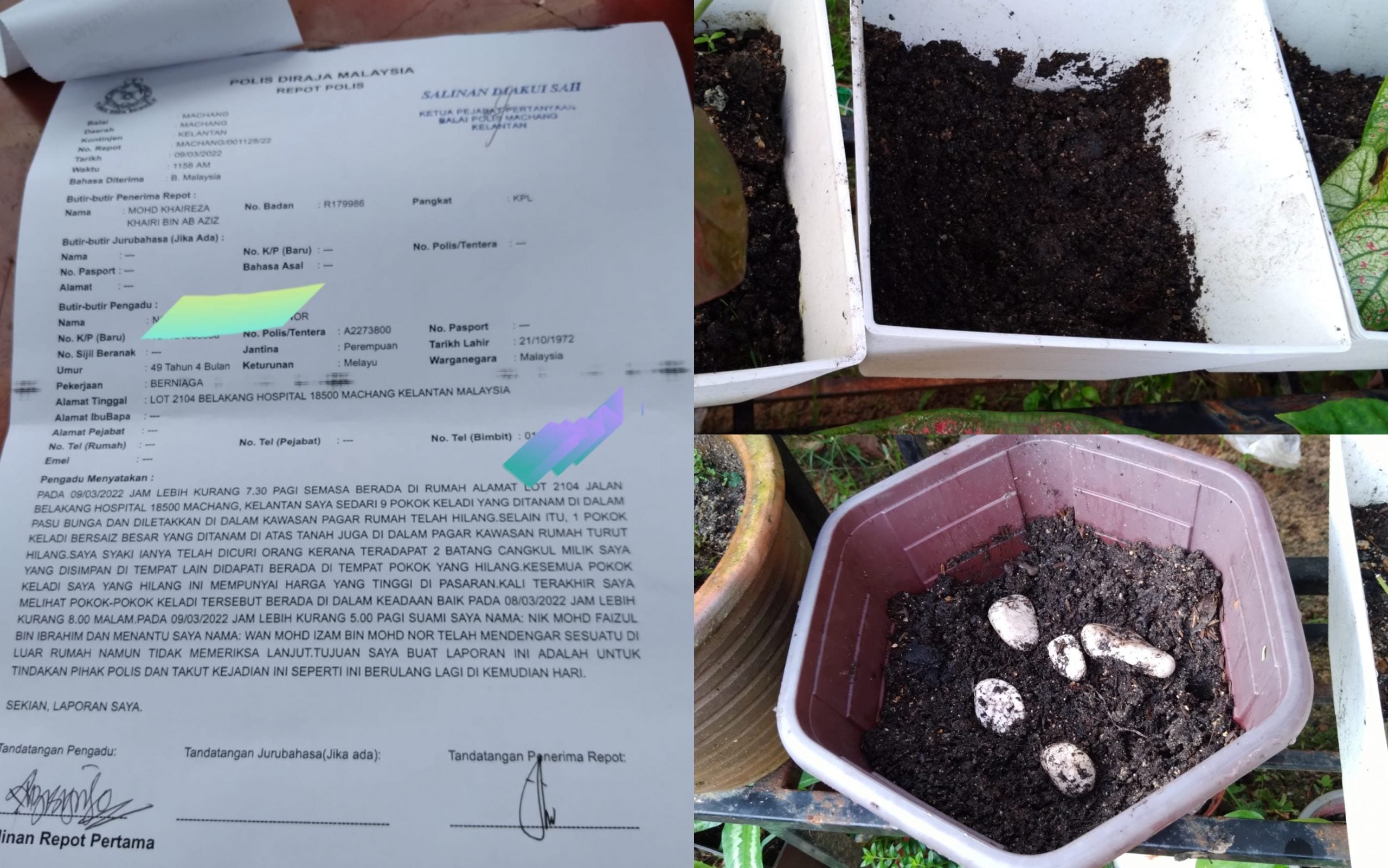 Sampai Pokok Keladi Pun Orang Nak Curi…