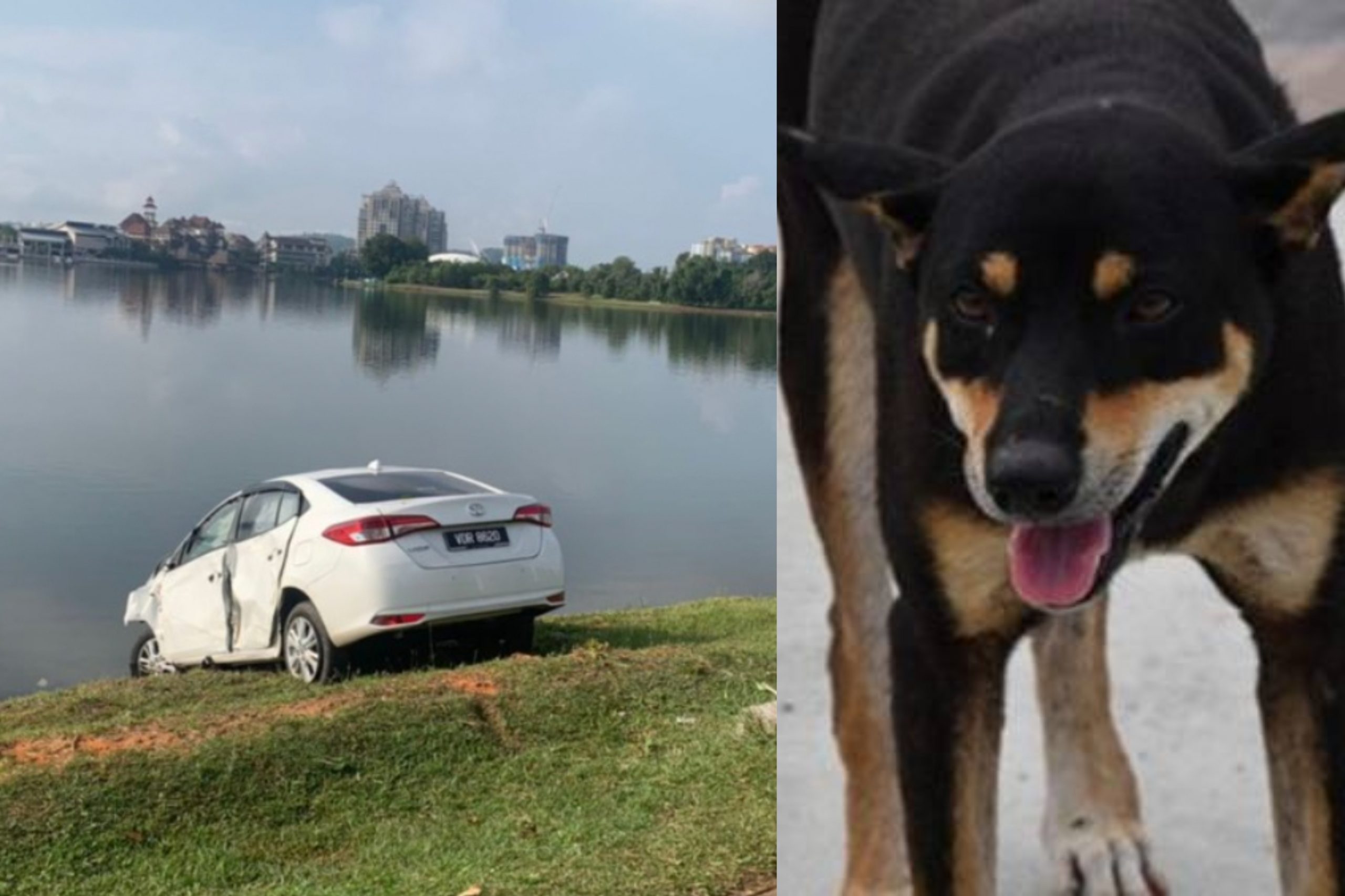 Kereta Hampir ‘Terjun’ Tasik Nak Elak Anjing Lintas Jalan