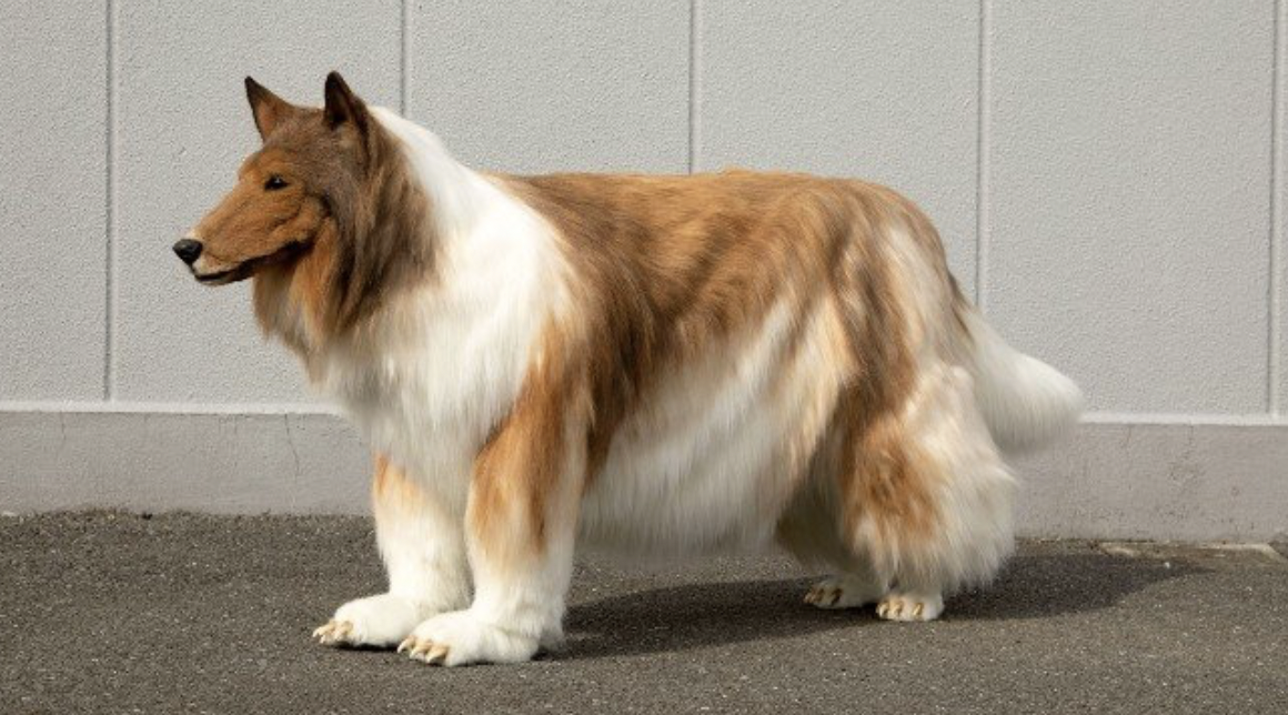 Mahu Hidup Sebagai Haiwan, Lelaki Tempah Kostum Anjing Baka ‘Collie’