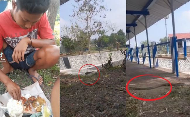 [VIDEO] Tengah Syok Berkelah, Ular Melintas Kejar Tikus