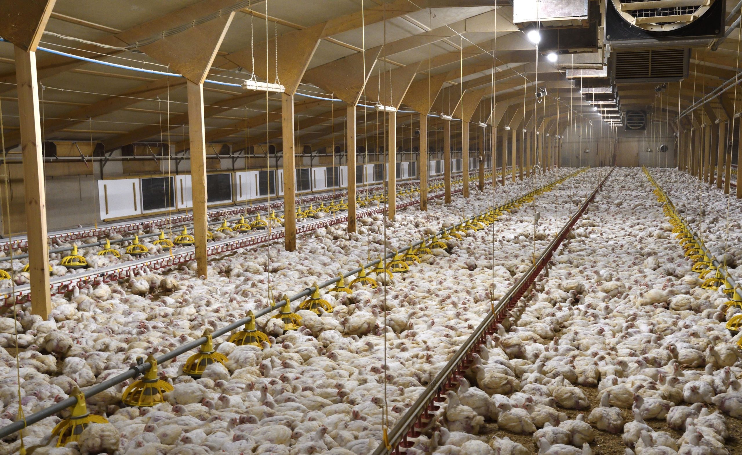 Lebih 27,000 Ayam Direbus Hidup-Hidup Akibat Kegagalan Komputer Di Ladang 3