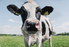 Lembu Ditangkap, Berdepan Hukuman Penjara Kerana Bunuh Kanak-Kanak