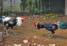 Menang Laga Ayam Di Thailand, Lelaki Malaysia Ditembak Penduduk Tempatan