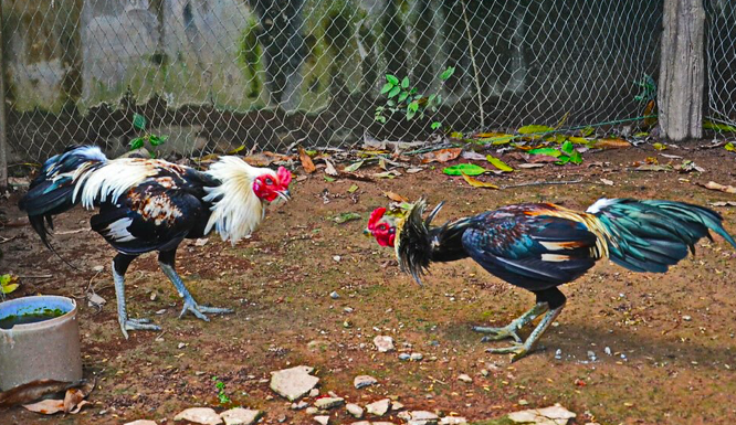 Menang Laga Ayam Di Thailand, Lelaki Malaysia Ditembak Penduduk Tempatan