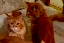 20 Ekor Kucing Makan Mayat Tuan Sendiri, Dua Minggu ‘Ditinggalkan’ Tanpa Makanan