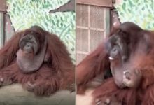 Aksi Orang Utan Hisap Rokok Undang Amarah, Pihak Zoo Dakwa Pengunjung Baling Dalam Kandang