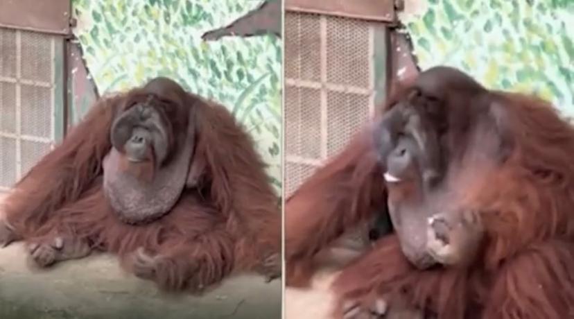 Aksi Orang Utan Hisap Rokok Undang Amarah, Pihak Zoo Dakwa Pengunjung Baling Dalam Kandang