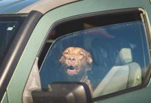 Anjing Dibiar Mati Dalam Kereta, Wanita Dakwa Tak Dapat Bau Bangkai Angkara Covid-19