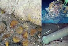 Tentera Laut Jumpa Emas Bernilai RM74 Bilion Dalam Kapal Karam