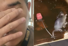 Aaron Aziz Terkejut Jumpa Tikus Besar, Pihak Hotel Cakap Datang Dari ‘Luggage’