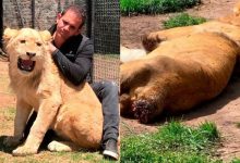 Pemilik Pusat Perlindungan Haiwan Larikan Diri, Singa Mati Kelaparan Sampai Makan Ekor Sendiri