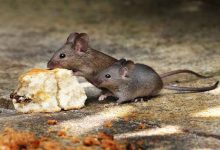 ‘Tukar Tikus Jadi Duit’ – MPJ Tawar RM3 Untuk Seekor Tikus