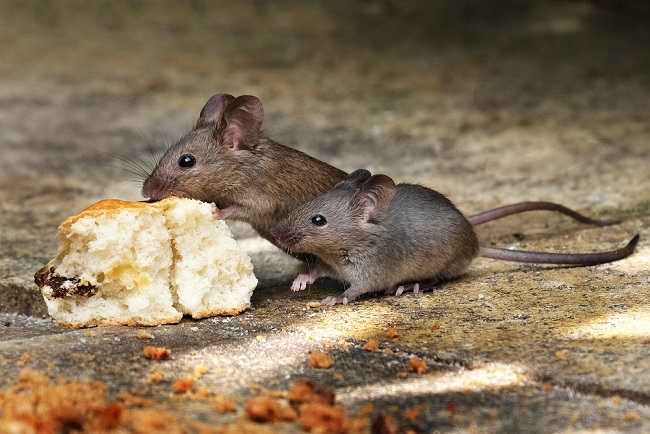 ‘Tukar Tikus Jadi Duit’ – MPJ Tawar RM3 Untuk Seekor Tikus