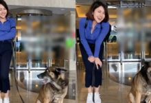Kongsi Video Bersama Anjing, Netizen Syak Baby Shima ‘Lapar’ Perhatian – ‘Saja Minta Kena Kecam Ke?’