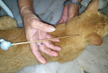 Kejam! Persatuan Haiwan Terbiar Cari Individu Panah ‘Oyen’ Sampai Cedera
