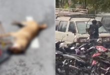 Polis Cari Lelaki Panah Anjing Sampai Mati Di Setapak