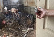 63 Bangkai Kucing Dijumpai Dalam Rumah, Pemilik Cuba Lari Kemalangan Ketika Dikejar Polis