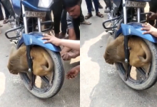 Monyet Tersepit Pada Tayar Motosikal, Tindakan Orang Awam Sentuh Hati Netizen