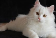 [VIDEO] Wanita Ini Terima Mas Kahwin Paling ‘Rare’, Seekor Kucing Putih