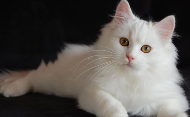 [VIDEO] Wanita Ini Terima Mas Kahwin Paling ‘Rare’, Seekor Kucing Putih