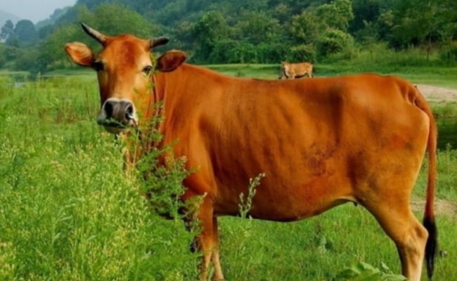 Lelaki Bunuh Tunang Kerana Dituduh ‘Main Kayu Tiga’ Dengan Seekor Lembu
