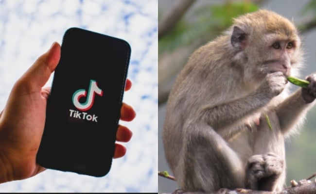 Dera Monyet Sampai Mati, Moderator TikTok Bakal Didakwa