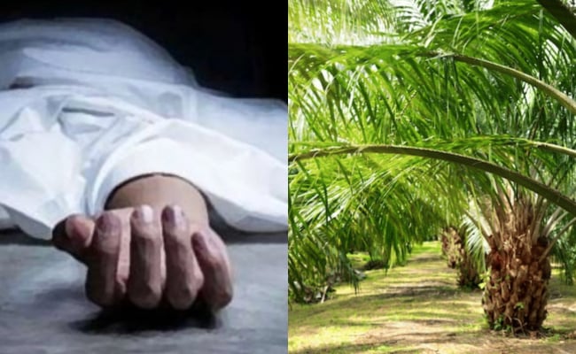 Lelaki Warga Emas Ditemui Mati, Selepas Melakukan Hubungan Sek* Di Ladang Kelapa Sawit