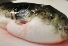 Warga Emas Maut, Suami Masuk ICU Lepas Makan Ikan Buntal Goreng