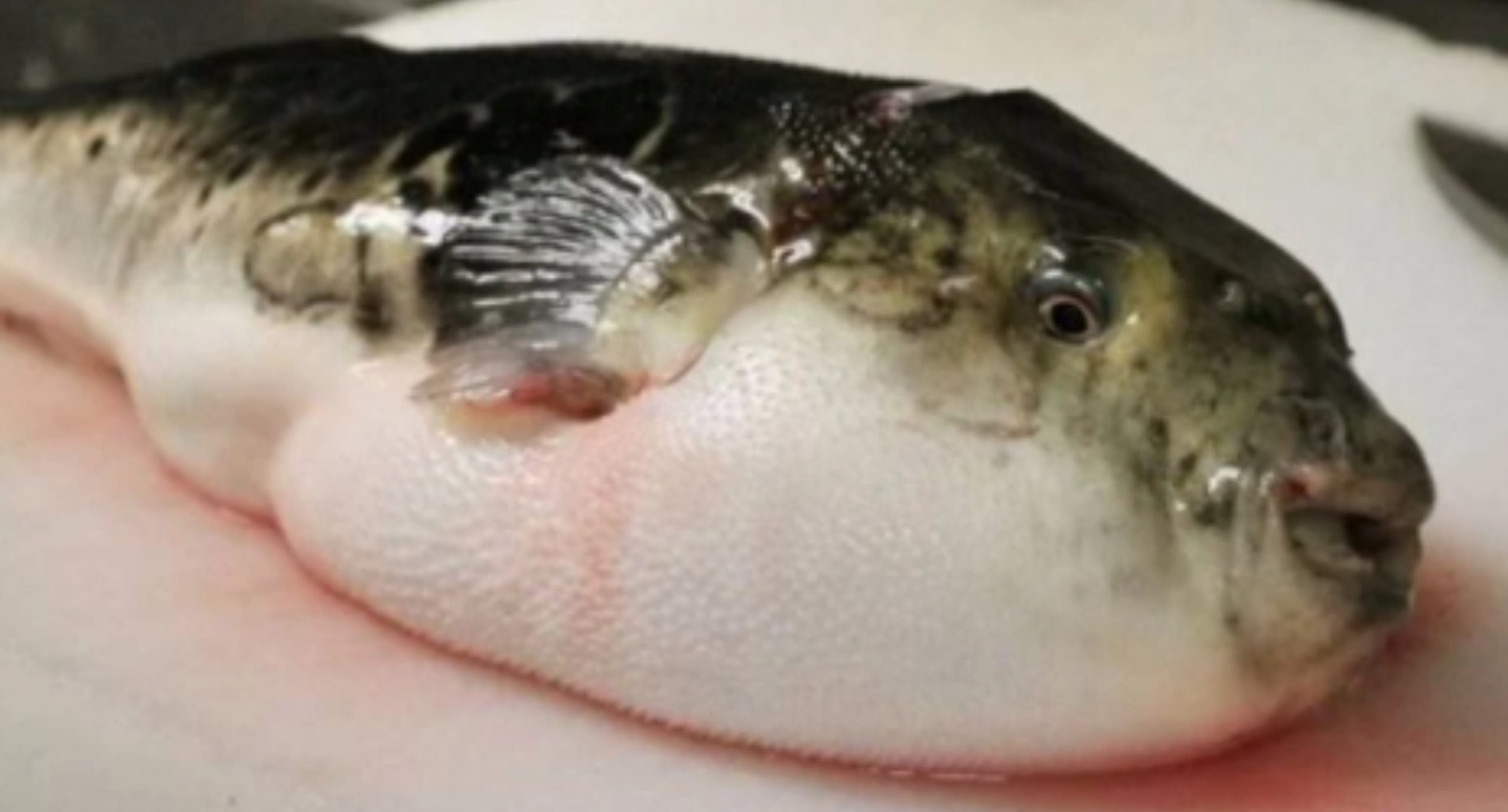 Warga Emas Maut, Suami Masuk ICU Lepas Makan Ikan Buntal Goreng