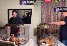 Belai Ular Sawa Dekat Dengan Kucing, Persatuan Haiwan Malaysia Kecam Aaron Aziz