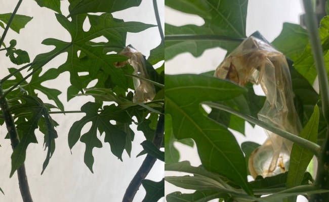 Penghuni Rumah Bawah Berang Jiran Buang Kondom Celah Pokok Ajinomoto