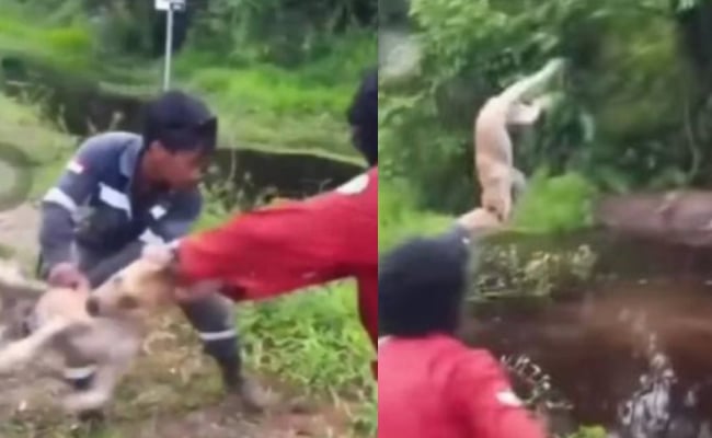 Tiga Lelaki Tergamak Lempar Anjing Dalam Sungai Untuk Santapan Buaya