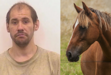 Lelaki ‘Ready’ Nak Puaskan Nafsu Dengan Kuda, Ditangkap Berbogel Dengan Keadaan Kemaluan Terkeluar