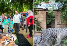 Sunway Lancarkan “Global Tiger Day” Bagi Meningkatkan Pemuliharaan Habitat Harimau