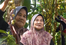 [VIDEO] Wanita Usia 71 Tahun Masih Aktif Panjat Pohon Duku, Digelar ‘Tok Minah Nenek Atas Pokok’