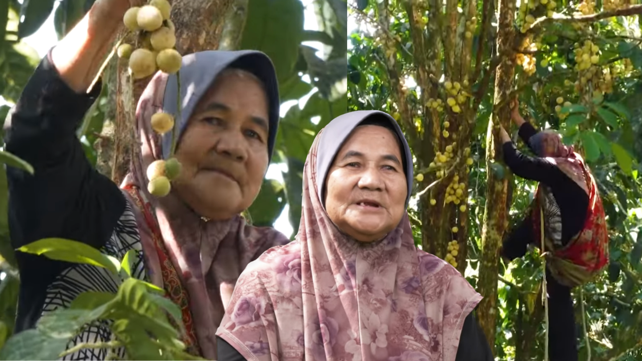 [VIDEO] Wanita Usia 71 Tahun Masih Aktif Panjat Pohon Duku, Digelar ‘Tok Minah Nenek Atas Pokok’
