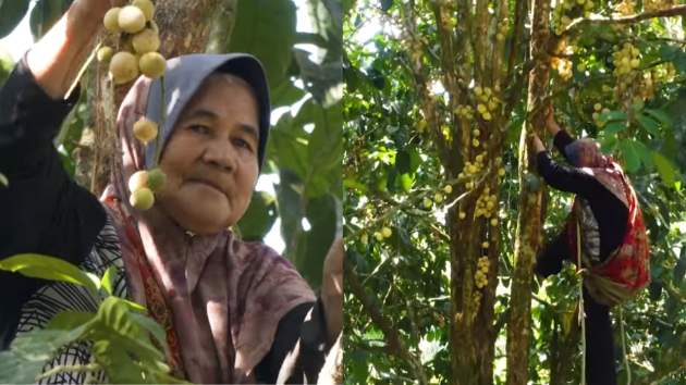 Tok Minah Nenek Atas Pokok