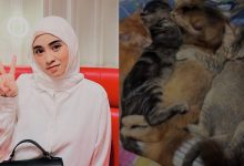 Terlampau Banyak Kucing Peliharaan Di Rumah, Syada Amzah ‘Open For Adoption’?
