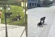 Buah Pinggang Kanak-Kanak Rosak Selepas Diserang Anjing Rottweiler