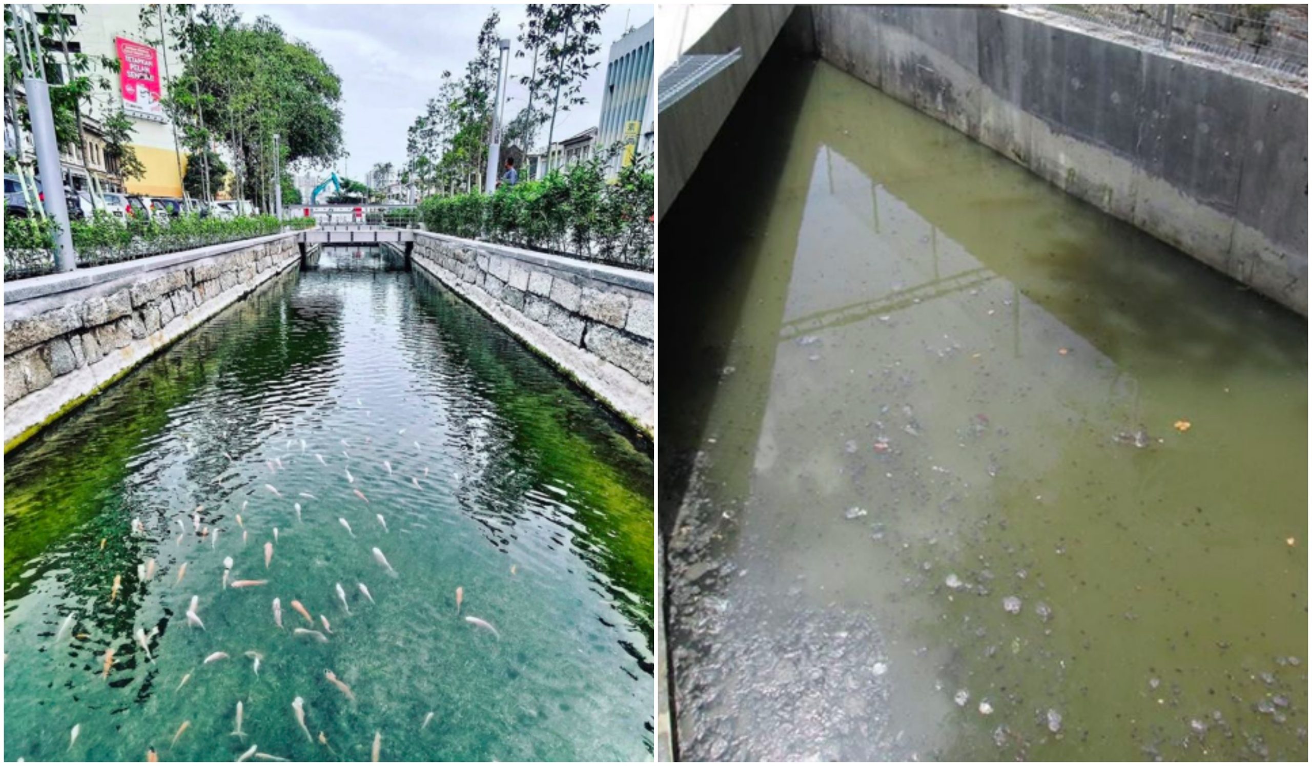 ‘1 Malaysia Kena Tipu’ – Viral Sungai Jernih Siap Ada Ikan Koi Di Penang, Netizen Kantoikan Hal Sebenar