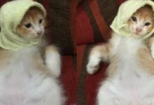 Hajat Nak Pakaikan Kucing Songkok Semasa Raya Tak Kesampaian