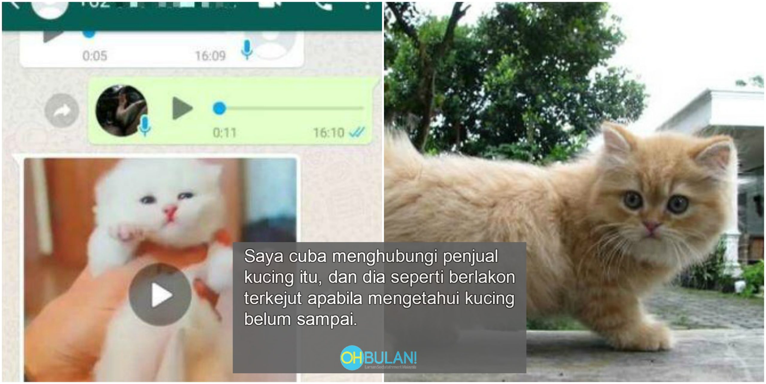 ‘Kucing Tak Dapat, Duit Lesap’ – Hajat Nak Bela Kucing Parsi RM200 Tak Kesampaian